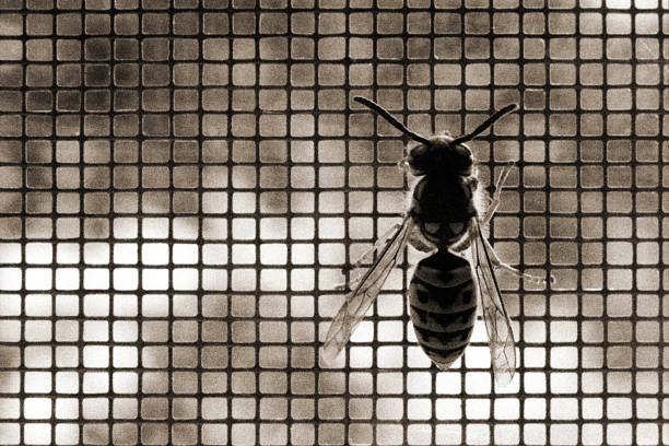 frelon dans un piège